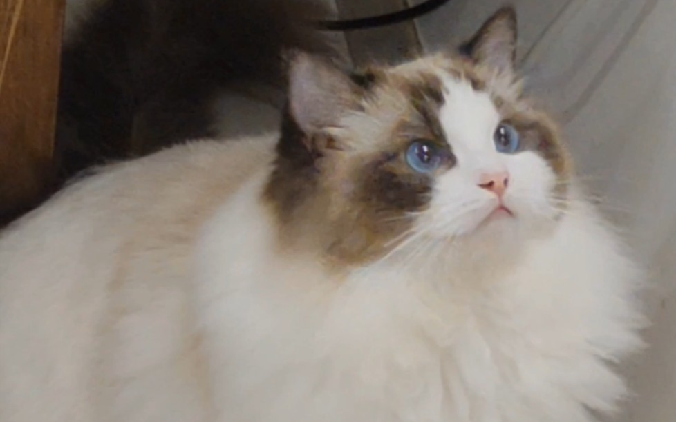 3min看完 传统系布偶猫一年成长记录！变化巨大！