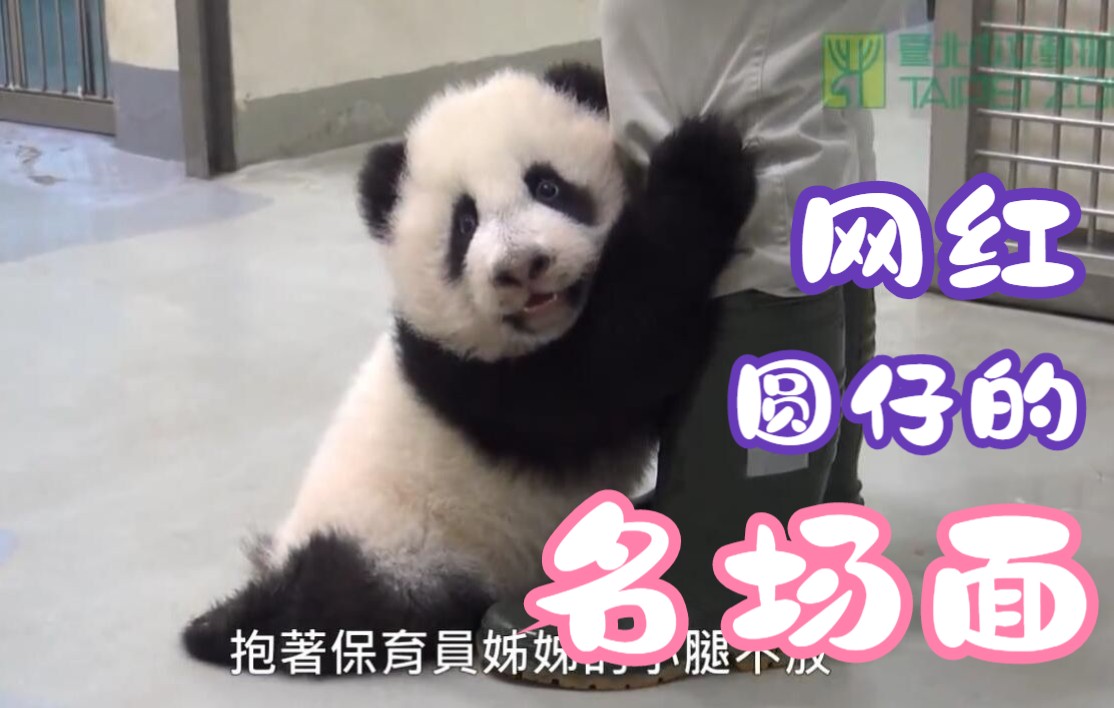 一天天长大的圆仔，抱大腿不要太可爱 ((中国台湾省台北市市立动物园 2014年)
