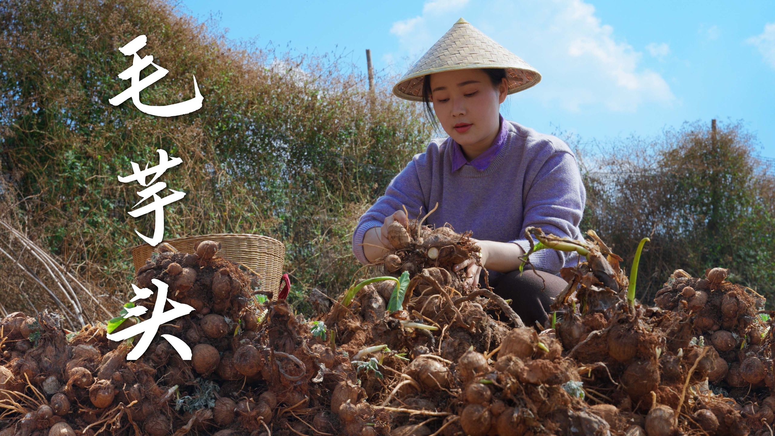 云南高山芋头，一芋百味，三餐皆暖～【滇西小哥】