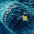 世界10大最凶猛鲨鱼，第一掠食者以鲸鱼为食？堪称深海绞肉机
