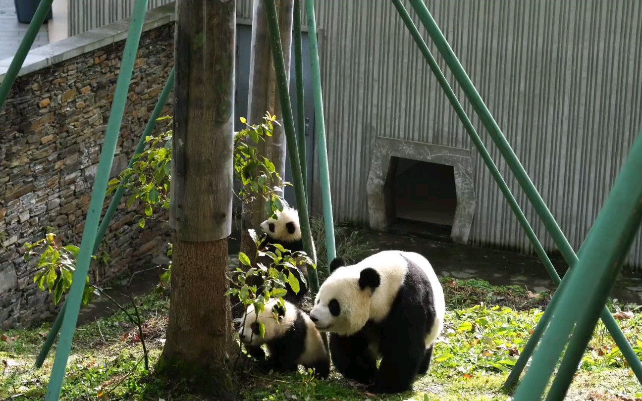 【大熊猫 汉媛带崽崽】第一次当妈的汉媛真是个温柔好妈妈，小崽不想回家公然扇妈妈漂亮的脸蛋
