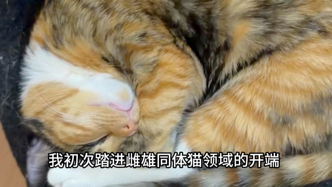 关于我家的猫..