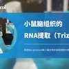 【Bio-protocol】小鼠脑组织的RNA提取（Trizol法