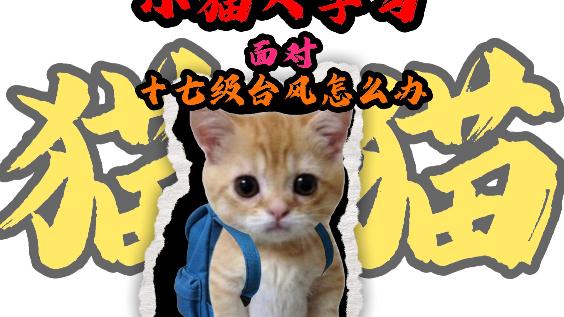小猫大学习之面对十七级台风怎么办？