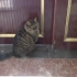猫咪出去一次就上瘾了，一大早就守在门口，等着主人给开门