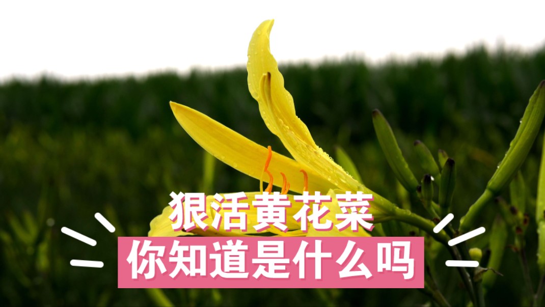 黄花菜里有啥狠活？黄花菜和萱草花的区别？土豆哥教你分辨黄花菜！