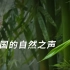 记录坚韧之竹，谱写中国自然之声