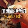非洲最神奇的生命之树-猴面包树