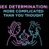 【Ted-ED】性别决定系统：比你想象的要更复杂 Sex Determination- More Complicated