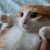 小飞猫来喽