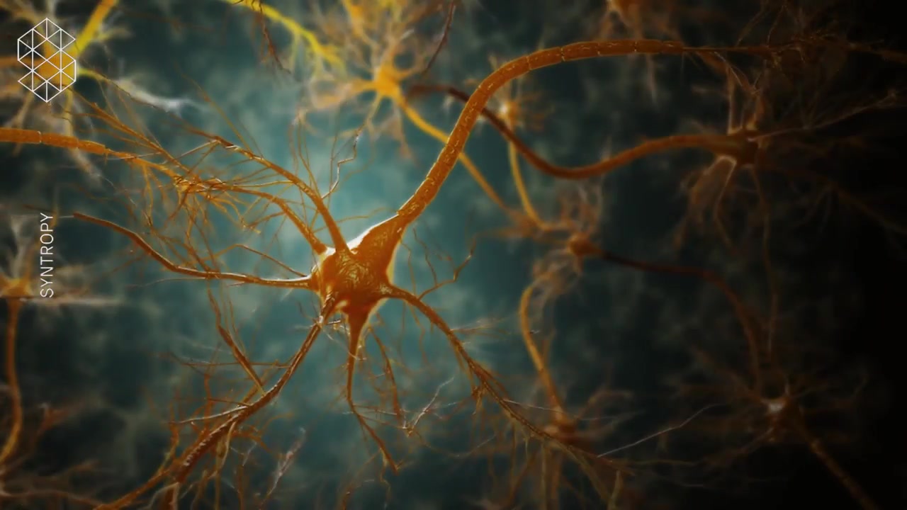 【3D演示】神经元的结构组成（原版+字幕版）