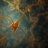 【3D演示】神经元的结构组成（原版+字幕版）