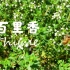 「Leo的香草日志」百里香 | 盆栽地栽都简单的经典芳香植物 | 香草茶、甜点、料理百搭款