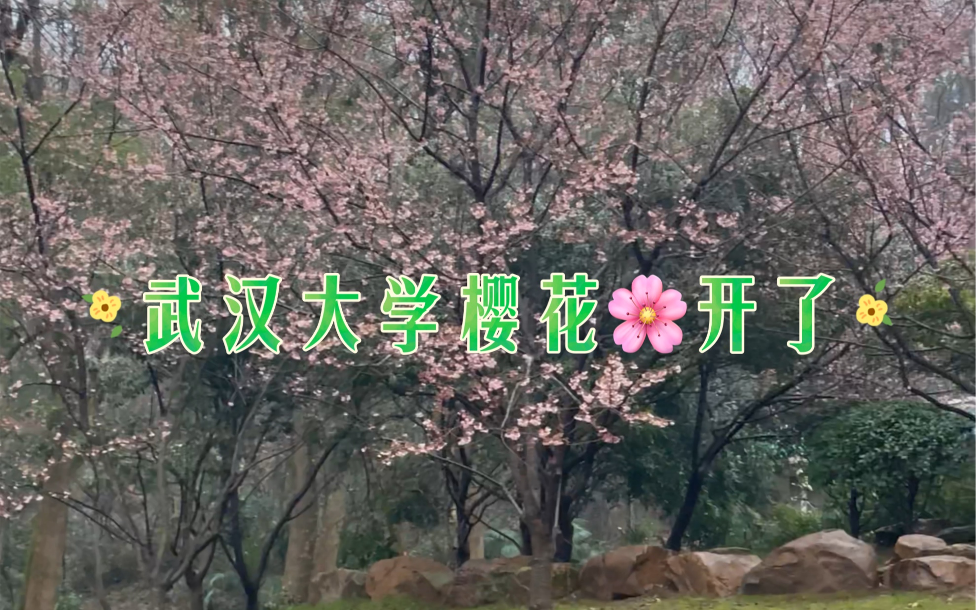 2024-3-4，武汉大学的樱花开了！位置在珞珈山庄与东湖水厂之间，这里有一片樱花树，每年最先开花。