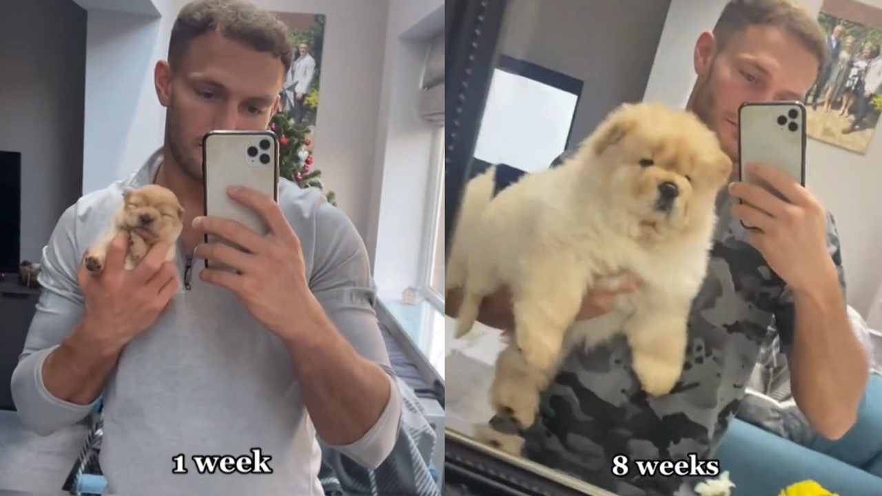 男子记录狗狗8周长大过程，网友爆笑调侃：它主人怎么越长越小了