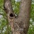 在树洞中孵蛋的猫头鹰，耳朵还漏外面了！