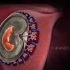 【3D演示】胚胎发育过程