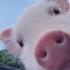 【公开课】养猪与猪病防治