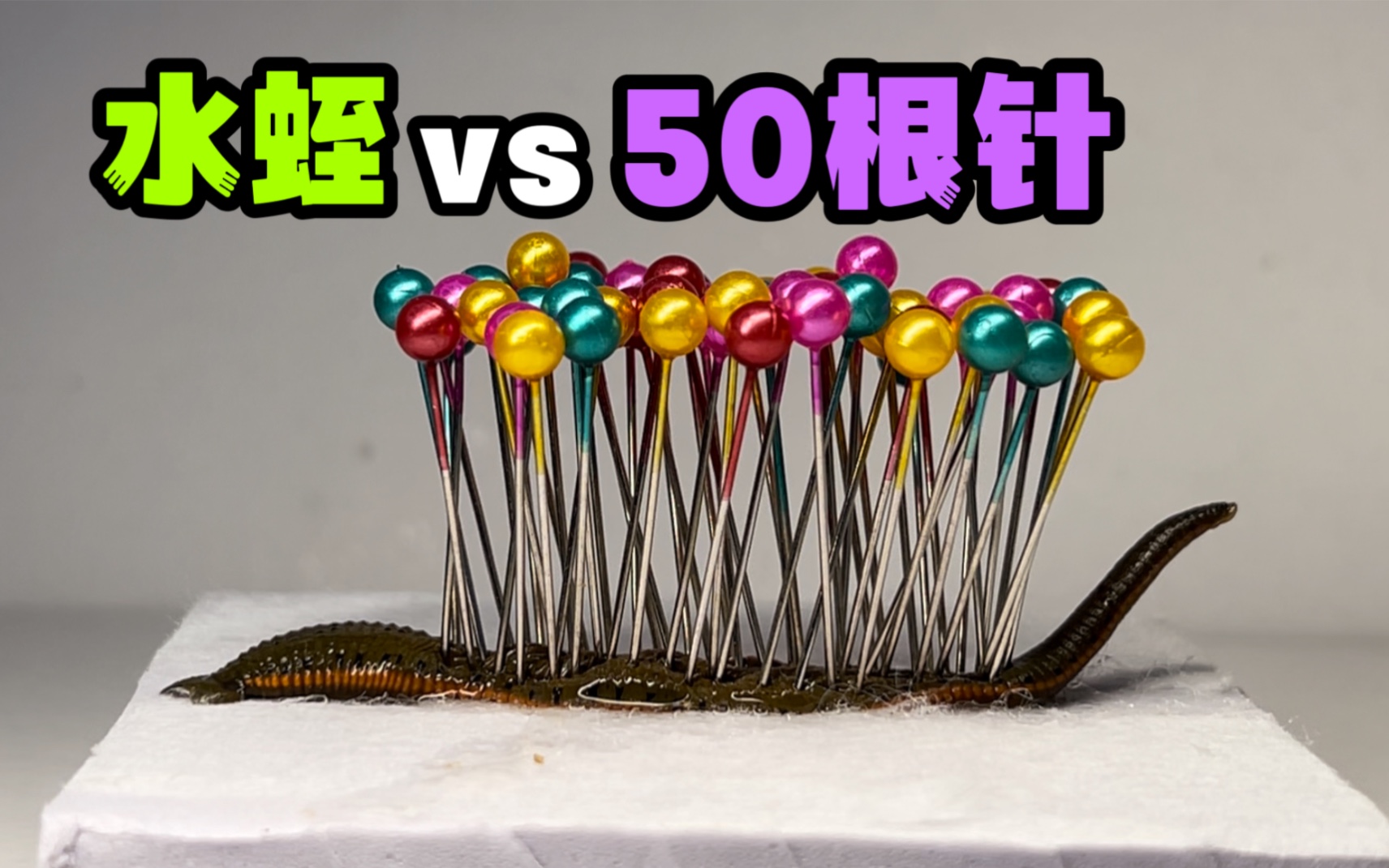 给一只大水蛭插上50根针！它还能活多久？