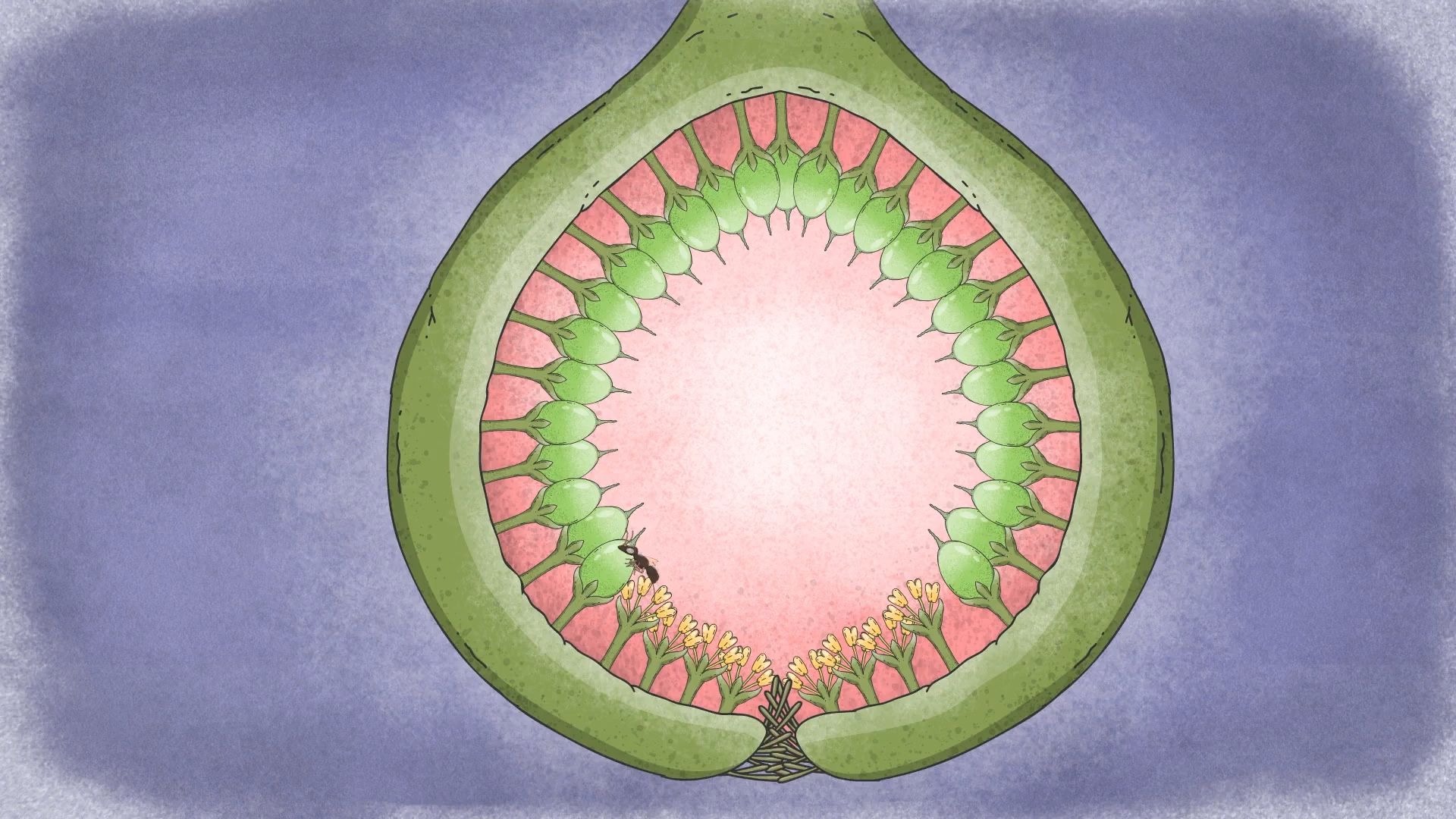 无花果里真的有死去的小蜂吗？【TED-Ed】