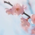 【空镜素材】桃花和梅花