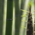 【植物世界】竹、毛竹、巨龙竹、竹荪（1080p）