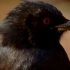 鸟类究竟有多高超的骗术？为饱腹豁出脸皮的黑卷尾实在狡猾！