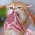 奶猫吃法式小羊排，真费劲！
