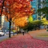【4K 温哥华 街景】不可错过的枫叶季！【第一视角】加拿大散步