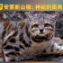 【4K中字】安第斯山猫：神秘的南美小雪豹—神奇生物补完计划
