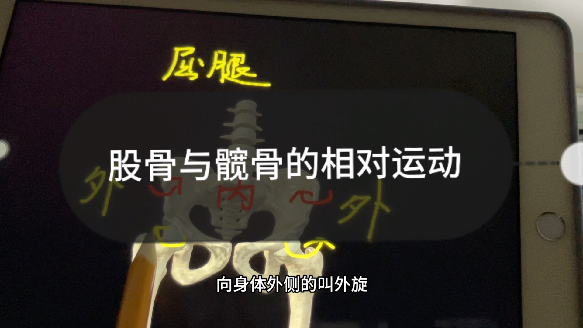 股骨与髋骨的相对运动