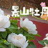 谷雨前后赏牡丹，您去了没有？国色天香—唯有牡丹真国色，花开时节动京城