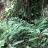 4 雨林区-藤蔓区