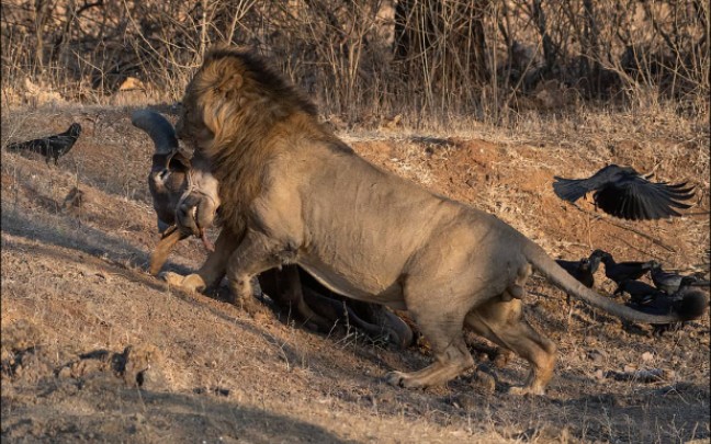 巨大的亚洲狮捕杀印度牛！