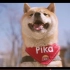 【柴犬vlog】这么乖的柴犬怎能不爱！陪麻麻一起取快递和麻麻一起锻炼的Pika