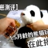 熊猫工厂1.5月龄崽崽大测评！！