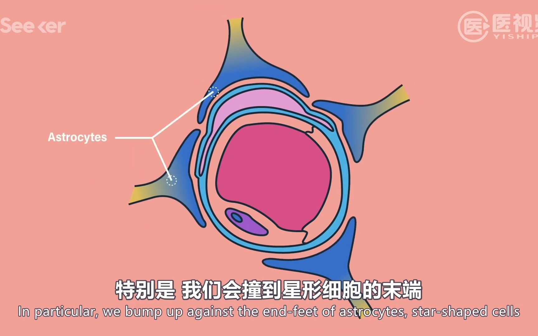 什么是血脑屏障？