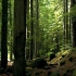 森林深处的美景和声音你有好好欣赏过吗？