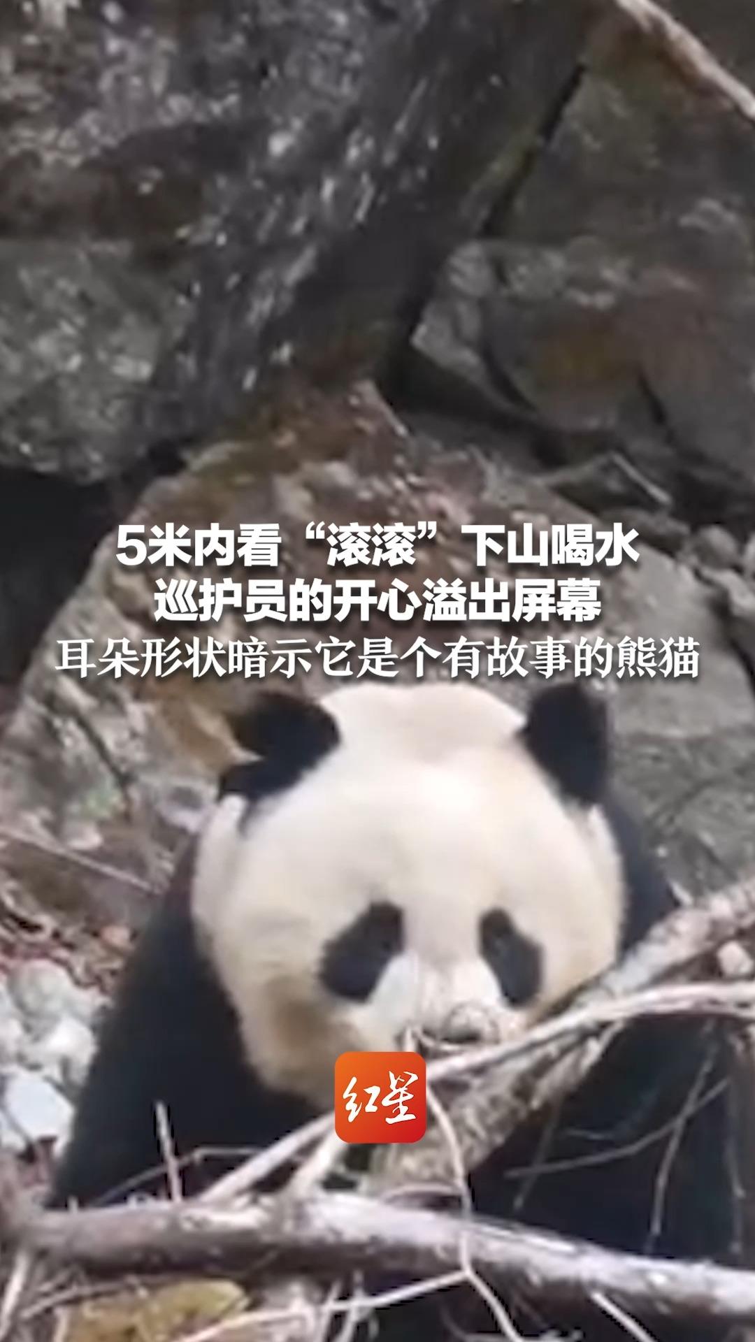 5米内看“滚滚”下山喝水 巡护员的开心溢出屏幕 耳朵形状暗示它是个有故事的熊猫