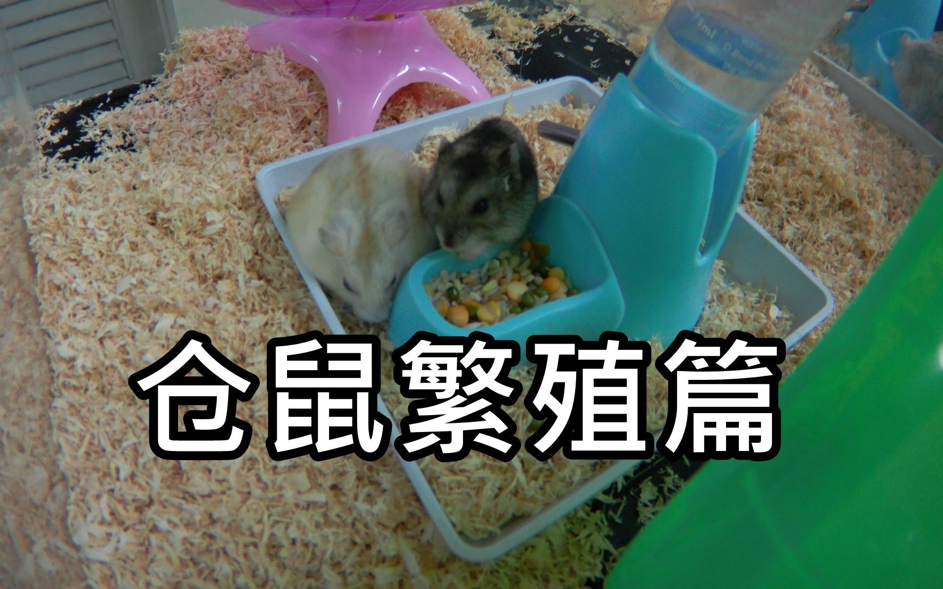 心得三线仓鼠繁殖篇