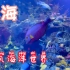 上海长风海洋世界-色彩斑斓的海底世界 超适合小朋友参观