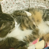 怀孕母猫的尴尬：肚子上长了一只猫，睡觉需要劈叉，舔毛只能舔一半