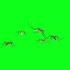绿幕视频素材蚊子