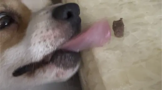 夹缝中舔食 弟弟舔他