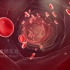 原创科普医学动画连载019—血管红细胞流动动画