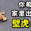 家里有壁虎是好事吗？壁虎最不为人知的秘密，纳米级黑科技