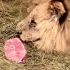 狮子“马利什”生病了，它不想吃肉