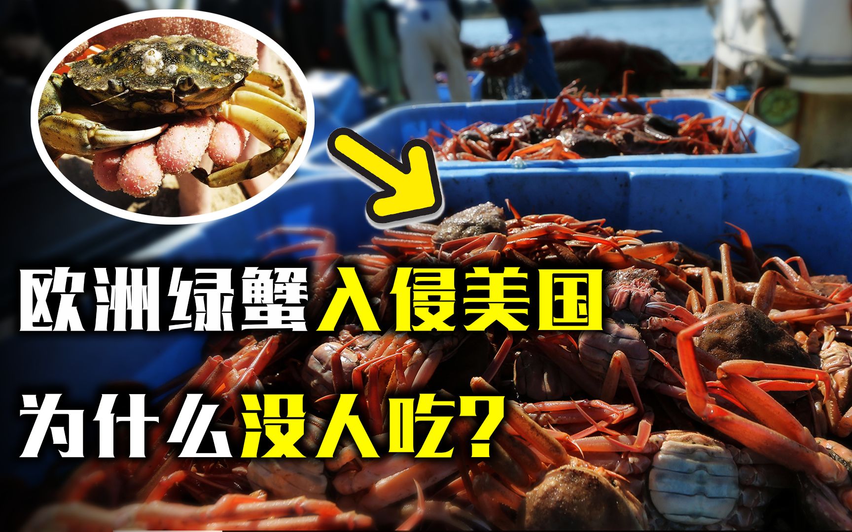 欧洲绿蟹入侵美国,为什么当地人宁愿用它酿酒,也不愿意吃?