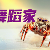 孔雀蛛！谁能拒绝一个帅气、爱跳舞、会撩妹的大帅哥呢