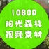 【素材1080P】阳光洒落森林素材